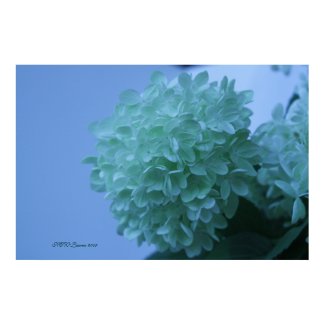 Hydrangea 5 print