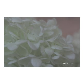 Hydrangea 6 print