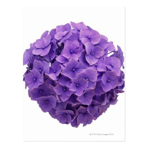 Hydrangea Ball Close-up Postcards