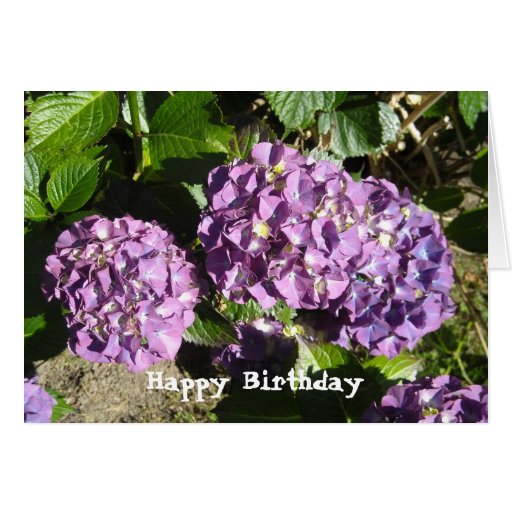 Hydrangea Birthday Greeting Card | Zazzle