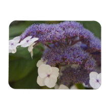 Hydrangea bloom, Dr. Sun Yat-Sen Chinese garden Rectangle Magnet