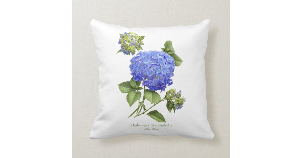 Hydrangea