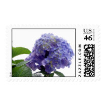 Hydrangea Bush Postage Stamp