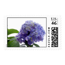 Hydrangea Bush Postage Stamp