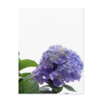 Hydrangea Bush Postcard