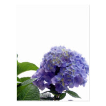 Hydrangea Bush Postcard