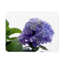 Hydrangea Bush Premium Magnet