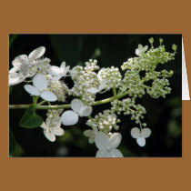 Hydrangea cards