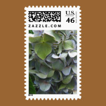 hydrangea close up postage