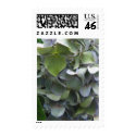 hydrangea close up postage by iiiyaaa hydrangea close up postage