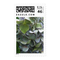 hydrangea close up postage