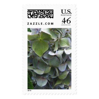 hydrangea close up postage