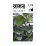 hydrangea close up stamps