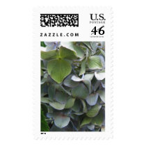 hydrangea close up postage