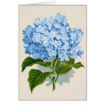 Hydrangea del azul del vintage tarjeton