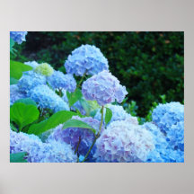 Hydrangea Flower Garden art prints gifts Floral