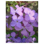 Hydrangea flower personalized letterhead