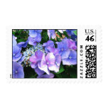 Hydrangea flowers postage stamp