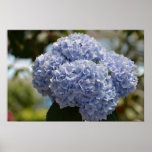 Hydrangea Flowers Poster