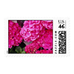Hydrangea flowers stamps