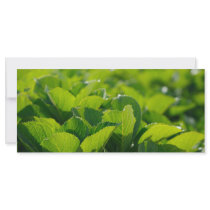 Hydrangea foliage full color rack card
