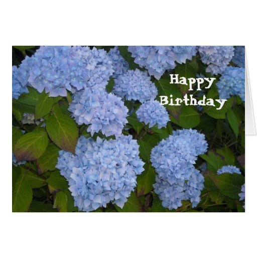Hydrangea - HappyBirthday Greeting Card | Zazzle