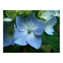 Hydrangea in Bloom posters by momasart Hydrangea in Bloom posters