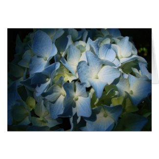 Hydrangea In Shadows Blue Floral Flowers Photo Greeting Cards