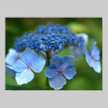 Hydrangea in Summer posters