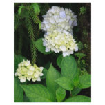Hydrangea in the forest flyers