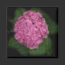 Hydrangea Magnet by Victoreeah Hydrangea Magnet