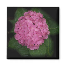 Hydrangea Magnet by Victoreeah Hydrangea Magnet