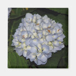Hydrangea Magnet
