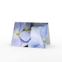 Hydrangea Petals Greeting Card