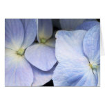 Hydrangea Petals Greeting Card