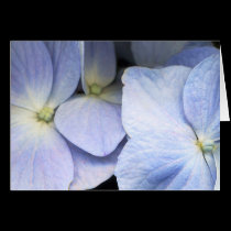 Hydrangea Petals Greeting Card cards