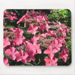 Hydrangea. Pink Flowers. Mousepad