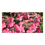 Hydrangea. Pink Flowers. Picture Card