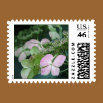 Hydrangea postage