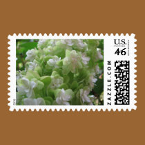 hydrangea postage