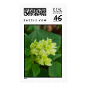 Hydrangea postage