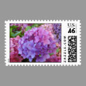 Hydrangea