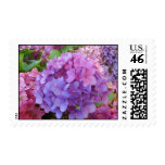 Hydrangea Postage Stamps
