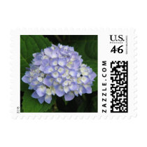 Hydrangea Postage Stamps