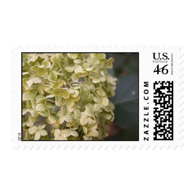 hydrangea postage stamp