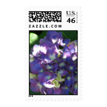 Hydrangea Postage Stamp