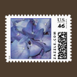 Hydrangea Postage Stamp