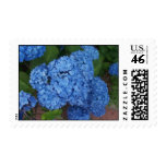 Hydrangea Postage Stamp