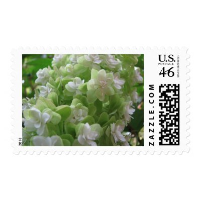 hydrangea postage stamps
