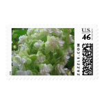 hydrangea stamps